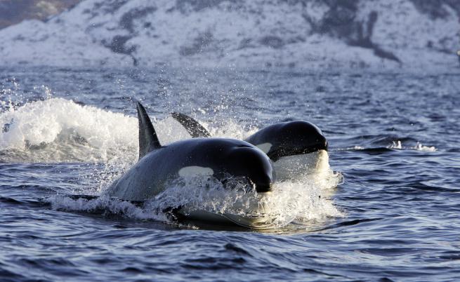 Две косатки изядоха черните дробове на десетки акули