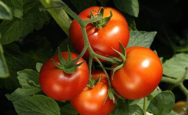 Куриоз: В Пловдивско плащат 8 лева за килограм домати