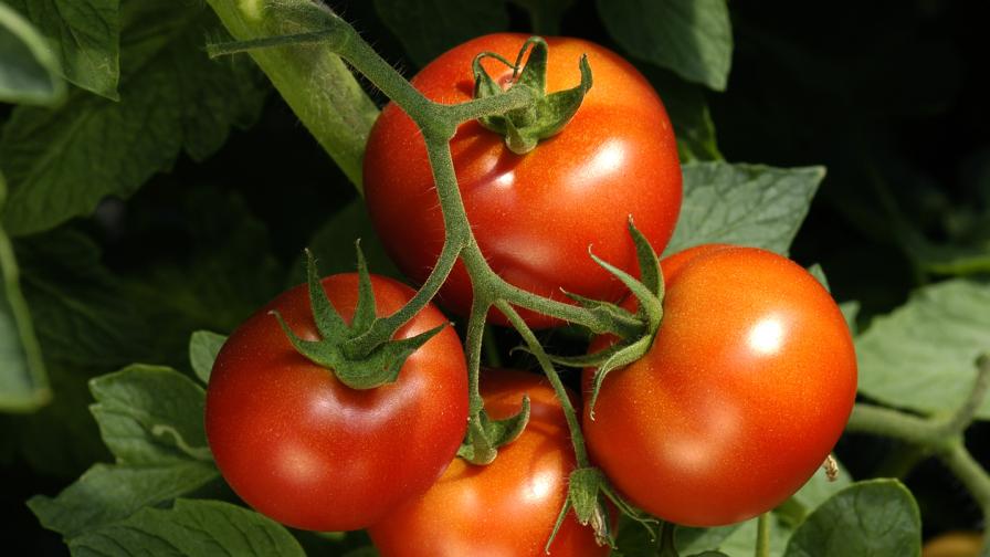 Турция премахна забраната за износ на домати