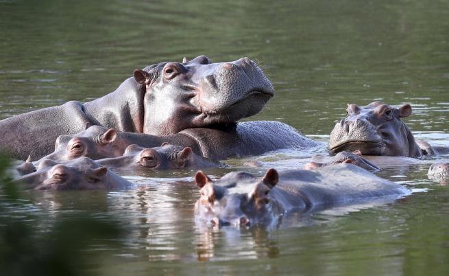 Колумбия ще изпрати хипопотамите на наркобарона Пабло Ескобар в Индия и Мексико