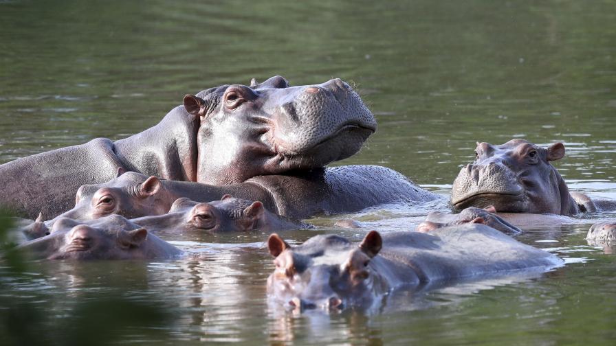 Как се контролира огромен звяр? "Кокаиновите" хипопотами на Пабло Ескобар