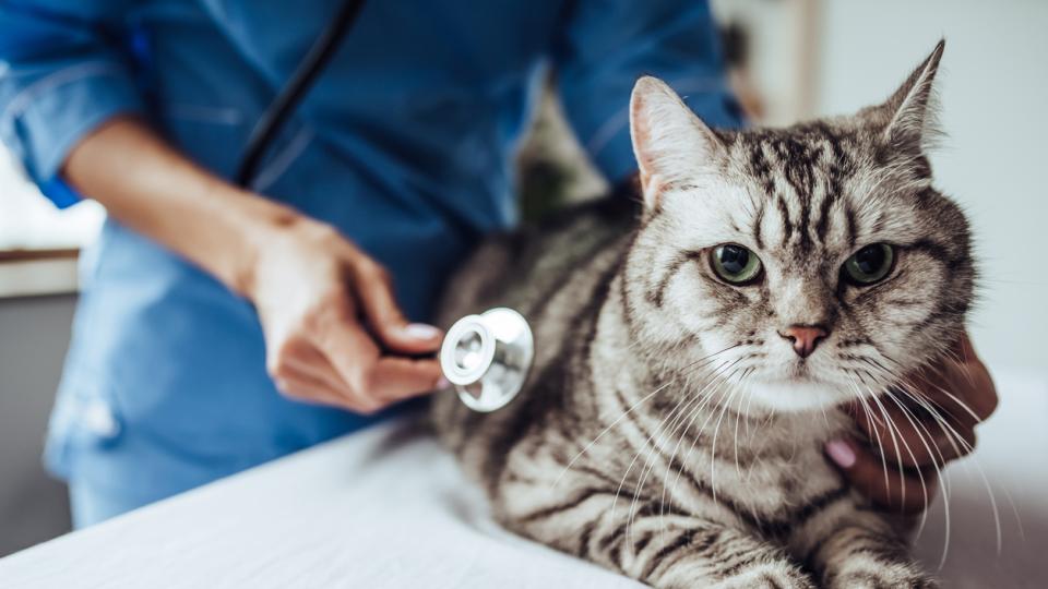 Д-р Надя Костадинова: "Кастрацията може да разреши поведенчески проблеми при котките"