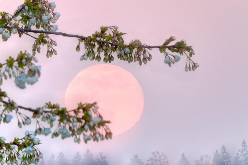 <p>Розовата луна не е единственият начин, по който са наричали планетата по това време на годината. Тя е известна още като Пасхална луна или Пасхално пълнолуние, тъй като е първото пълнолуние от пролетта. Гердес обяснява, че лунното събитие обикновено се нарича и Пробуждаща се луна, тъй като &bdquo;събуждането, доказано в природата отразява духовното значение на това пълнолуние&ldquo;, следователно отбелязва &bdquo;сезон на прераждане&ldquo;.</p>