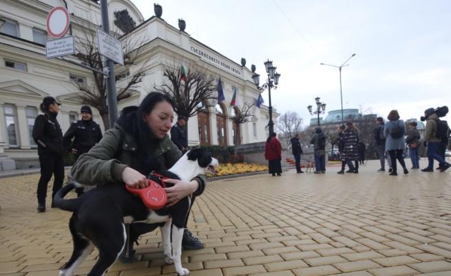 241-ият: Кучето Фернанда посрещна депутатите пред Народното събрание