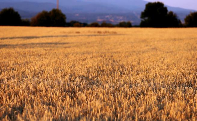 Русия постави нови условия пред Запада за удължаването на зърнената сделка