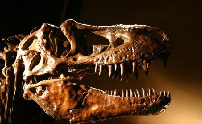 Скелет на Тиранозавър рекс беше продаден на търг в Цюрих