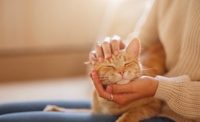 С какви болести може да ни зарази домашната котка