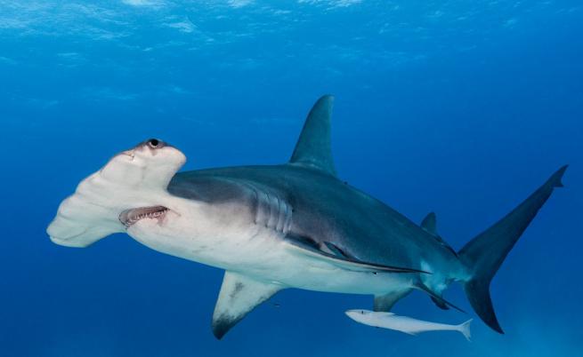 Бременна с 40 бебета: Критично застрашена акула чук е била намерена мъртва на американски плаж