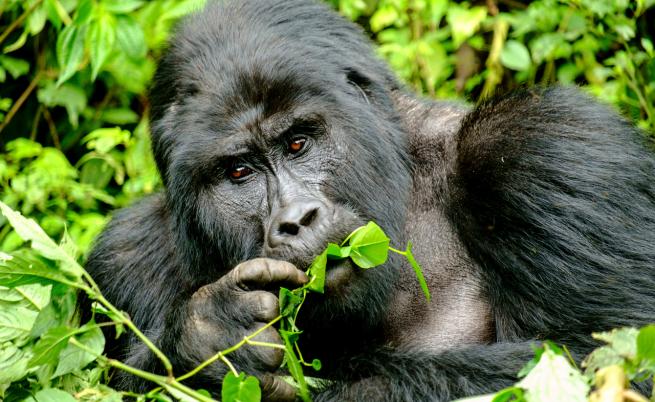 „Това би била катастрофа!“: Заплахата от заразяването на горилите с Ебола