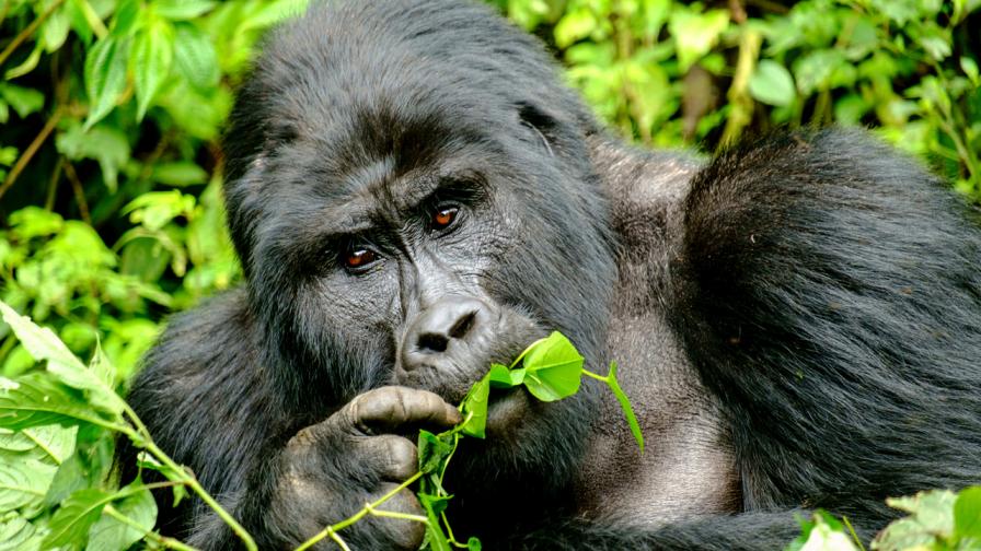 „Това би била катастрофа!“: Заплахата от заразяването на горилите с Ебола