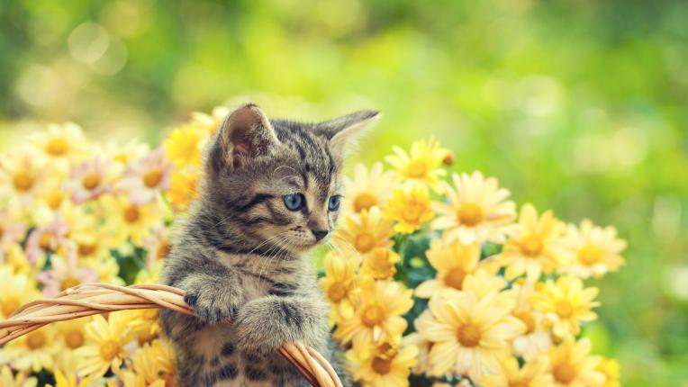  Дневен хороскоп за събота, 27 май 