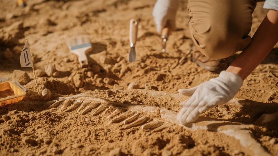 Фалшифицирана вкаменелост: Тайната на древен фосил