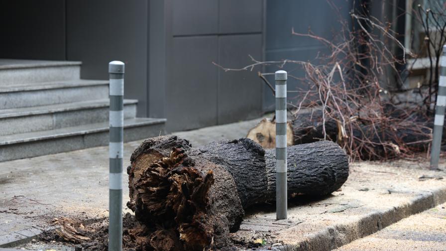 Дърво падна и рани младо момиче в София