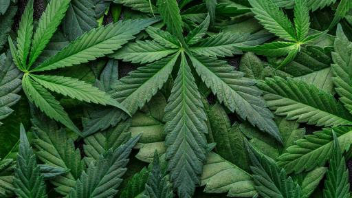 Полицията иззе над килограм марихуана в София, задържани са четирима души