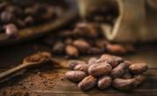 Предизвикателствата пред производителите на какао в Камерун