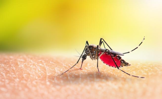 Експерт предупреди: Има условия за маларийни комари у нас