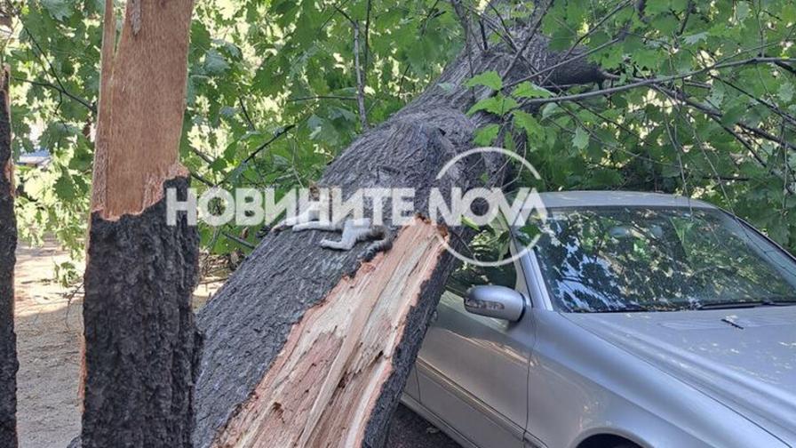 Дърво падна върху лек автомобил в Пловдив