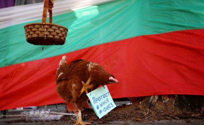 За по-високи заплати: Синдикати, земеделци и кокошка на протест пред НС