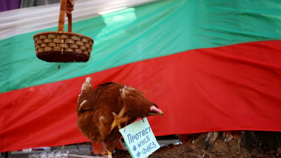 <p>И кокошка на протеста със синдикатите пред НС</p>