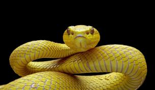 5 духовни причини, поради които виждате змии в сънищата си