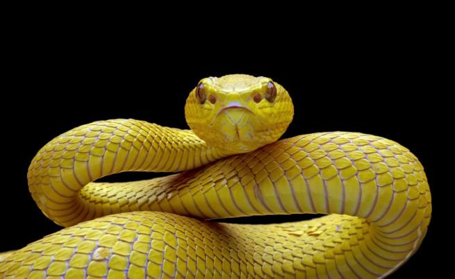 Шансът да бъдем ухапани от отровна змия се е увеличил, ето защо