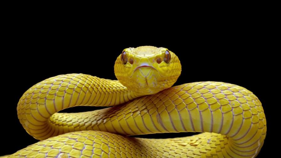 змия