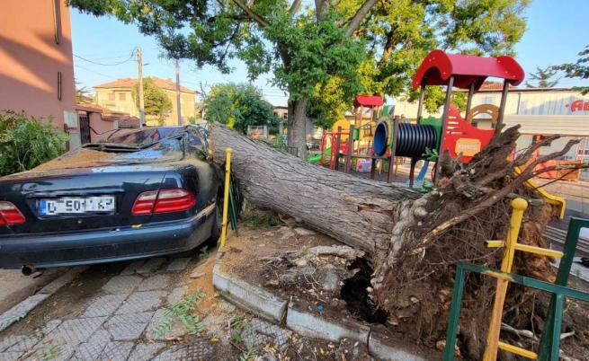 Паднали дървета и смазани автомобили: Силна лятна буря вилня в Харманли