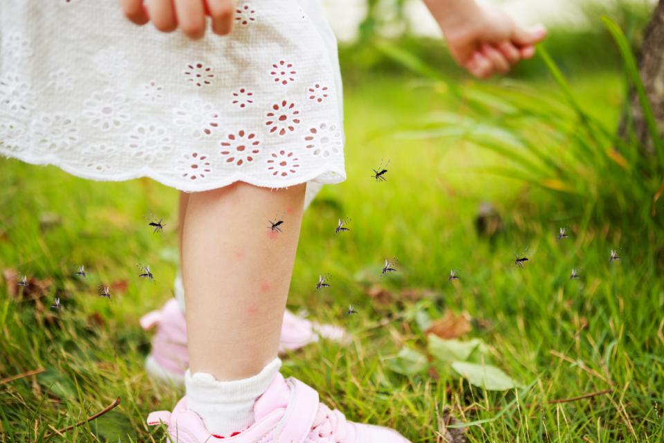 деца комари насекоми лято