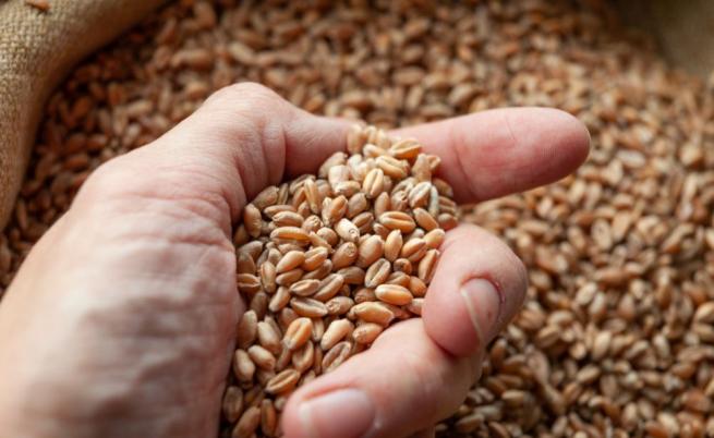 ГЕРБ-СДС, ПП-ДБ и ДПС предлагат отпадане на забраната за внос на украинско зърно