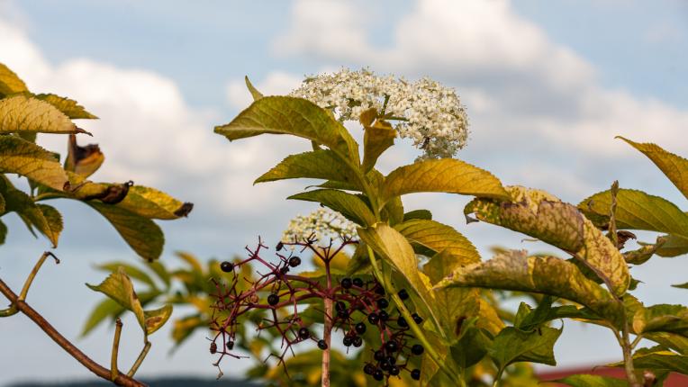  Eжедневните препоръки за триумф на баба Ванга 