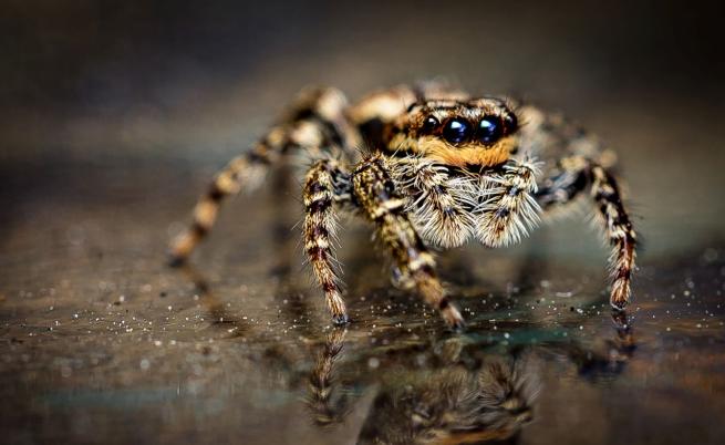 Мистерията е разкрита: Защо паяците имат осем крака