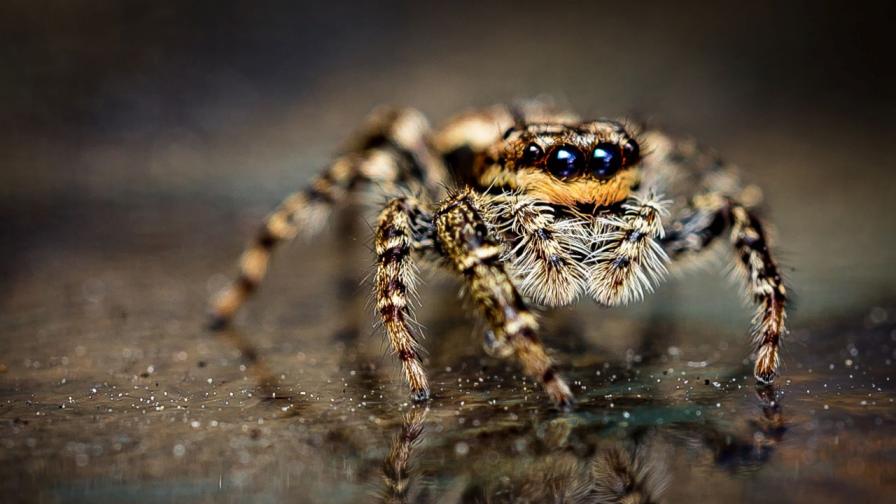 Мистерията е разкрита: Защо паяците имат осем крака