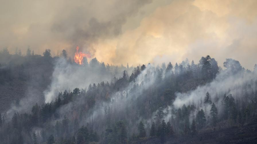 Голям пожар в Рила: Запали се борова гора в труднодостъпна местност