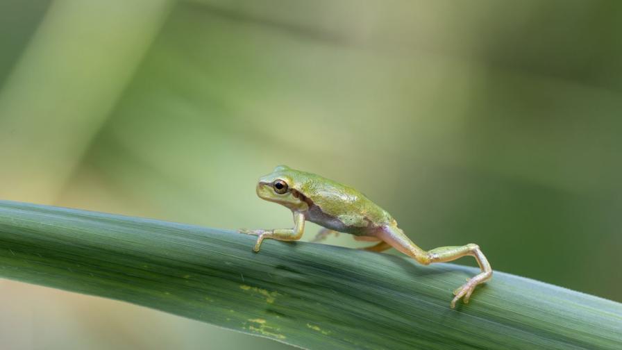 Изследователи откриха неизвестен вид дребна крастава жаба