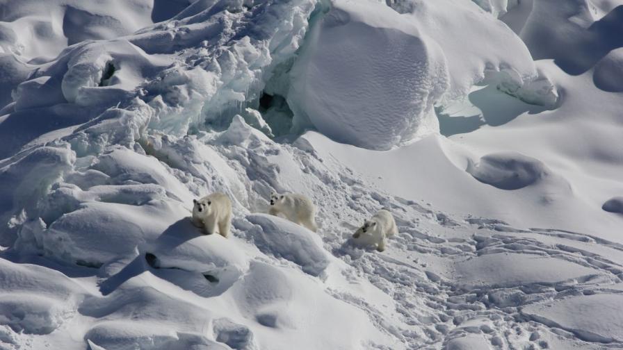 Екосистема в опасност: Как ще се промени Гренландия