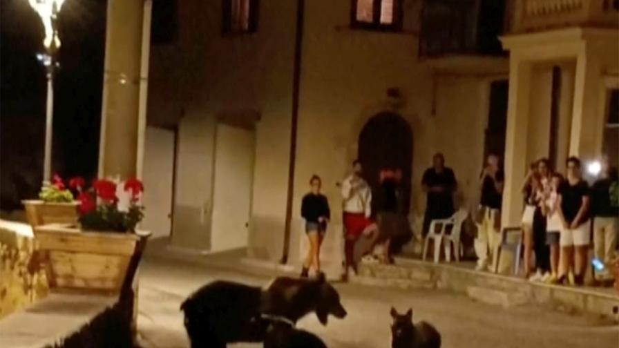 Убийство на кафява мечка възмути Италия