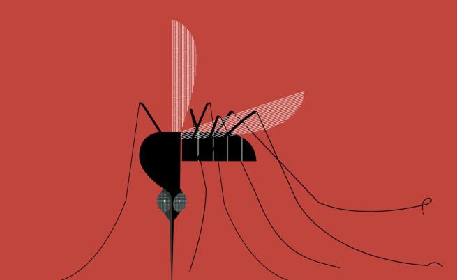 Войната на насекомите: Комари се борят срещу комари