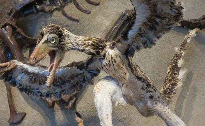 Динозавър кокошка: Палеонтолози откриха непознат досега вид