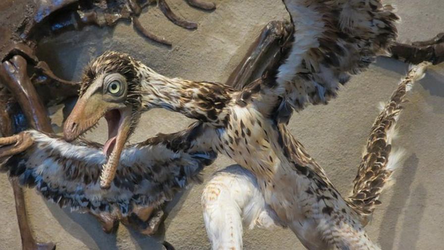 Динозавър кокошка: Палеонтолози откриха непознат досега вид