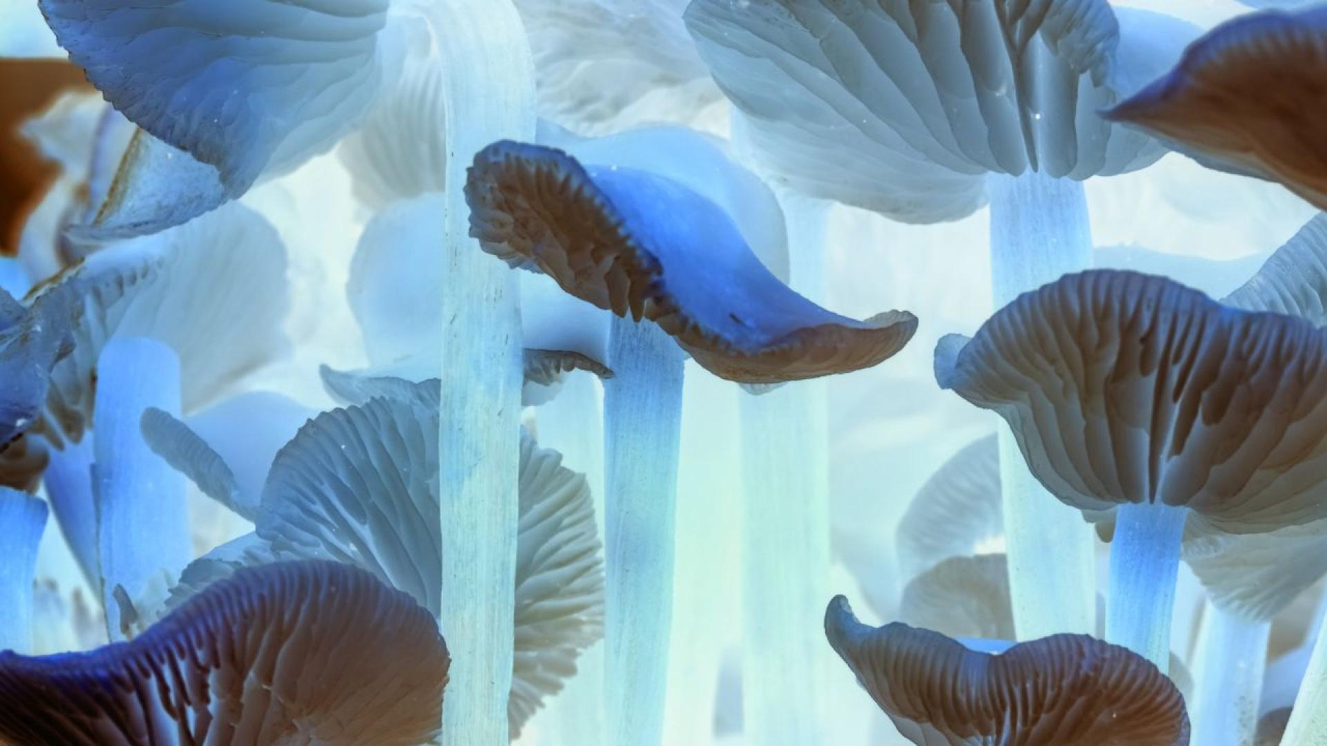 Двама китайски граждани – Юнцин Джиан и Зуньон Лю –