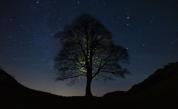 Шок, тъга и гняв: Отсякоха дървото на Робин Худ във Великобритания