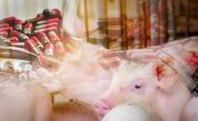 Опасност от свински грип във Великобритания: Здравните власти предупреждават за риск от нова епидемия
