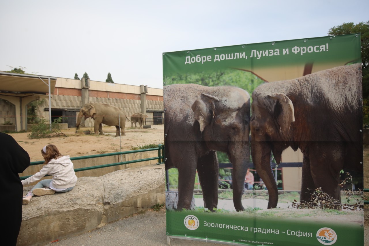 <p>Столичният кмет присъства на първото официално излизане на новите обитатели в зоопарка &ndash; слоновете Фрося (на 43 г.) и Луиза (на 49 г.), които пристигнаха на 21 септември от Германия</p>