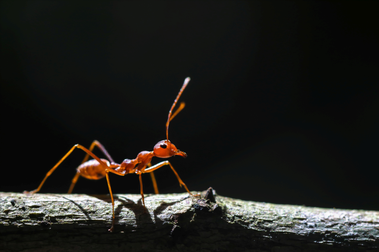 <p><strong>Огнени мравки (род Solenopsis)</strong></p>

<p>Друга група насекоми, които могат да причинят смъртни случаи при хора вследствие на анафилаксия, са страховитите огнени мравки. Членове на род Solenopsis, който съдържа над 200 вида, тези жилещи мравки се вкопчват в кожата на жертвата си и инжектират силна и болезнена отрова, към която някои хора са смъртоносно алергични. За повечето хора обаче най-лошото, което ще изпитат, е усещане за парене и пъпки на мястото на ужилването.</p>