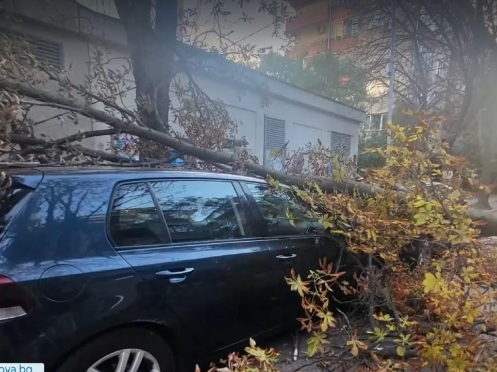 Огромно дърво се стовари върху автомобили в столичния квартал Лозенец