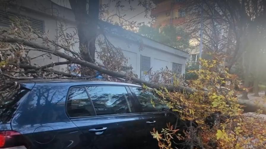Огромно дърво се стовари върху коли в София