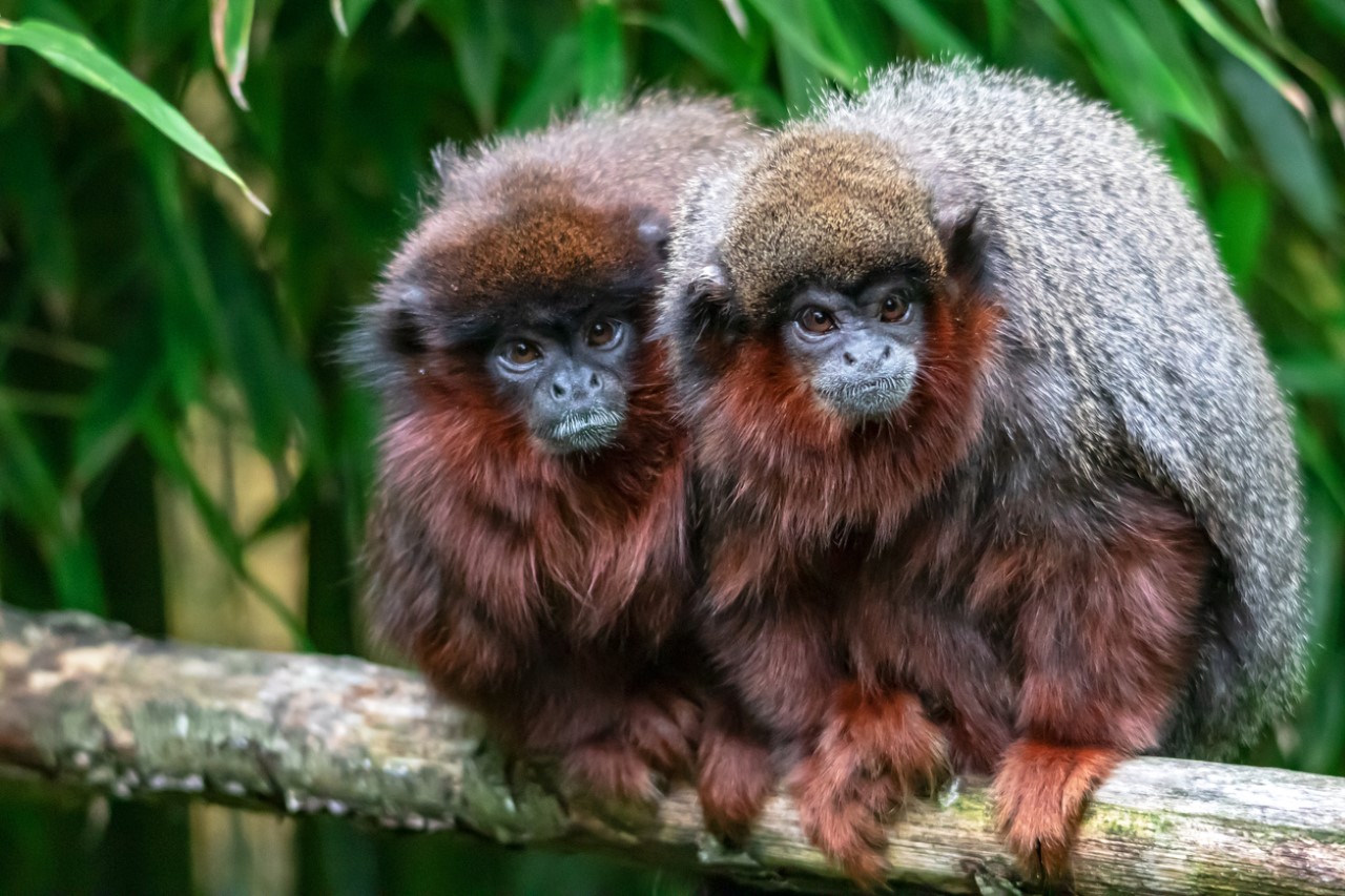 <p><strong>Червено тити (Callicebus cupreus)</strong></p>

<p>Тези маймуни&nbsp;не само показват всички отличителни белези на силната социална моногамия - дългосрочни връзки по двойки, живот заедно извън брачния сезон и съвместна грижа за малките - но и много високи нива на мъжка грижа и сексуална изключителност. Малките са носени почти изключително от бащата, а генетичните изследвания показват, че той наистина е техният биологичен родител, като няма данни за чифтосване извън връзката между двойките.</p>