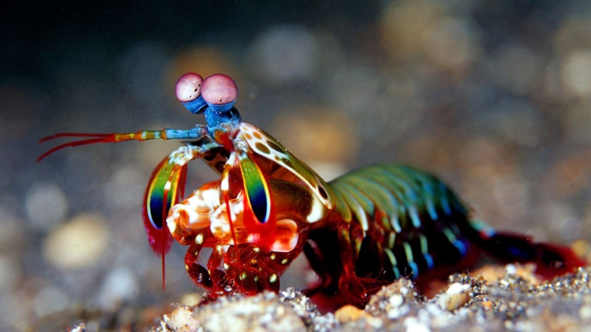 Скариди в Дунав Необичайното явление е било забелязано от рибари