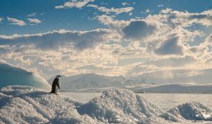 Птичият грип заплашва пингвините в Антарктида