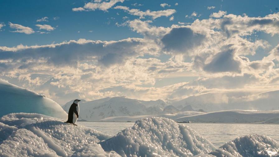 Птичият грип заплашва пингвините в Антарктида
